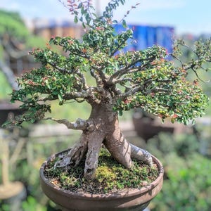 hassler bonsai Jervis Canadian Hemlock