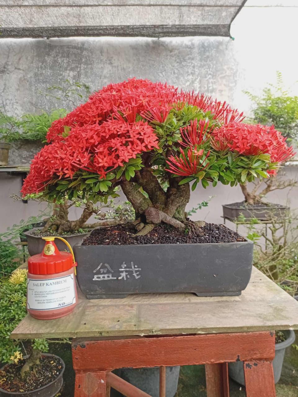 Bonsai Indonesia - Etsy
