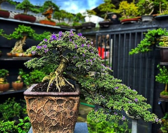 Desmodium Blue Bell Bonsai Tree ||042|| Semi Cascade - Etsy