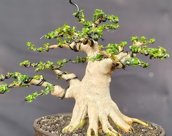 プレムナ ミクロフィラ 盆栽の木 本物のピクト植物の盆栽