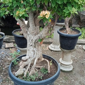 盆栽 brazil Brazilian raintree - Etsy 日本