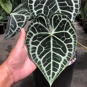 Anthurium Clarinervium || 071 ||