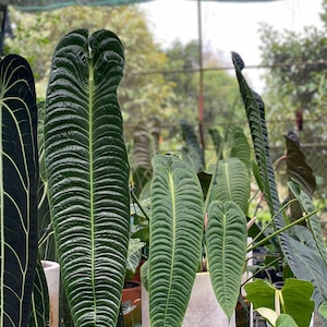 Puede incluir: Primer plano de varias hojas grandes de color verde oscuro con vetas prominentes y una superficie texturizada y acanalada. Las hojas se encuentran en varias etapas de crecimiento. Las plantas están en macetas, lo que sugiere un vivero o invernadero.