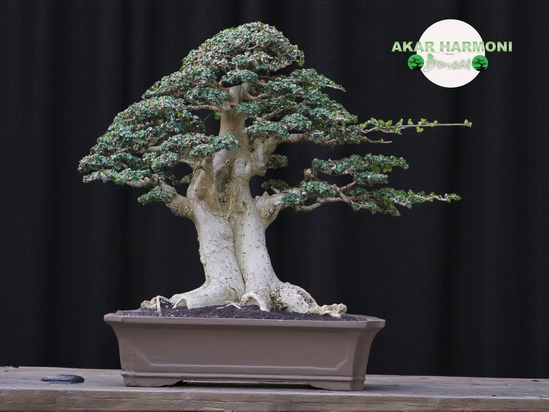 Streblus Asper Rare Tree ||119|| Big Size Real Pict - Etsy
