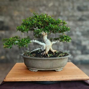Wood Bonsai Pot - Etsy