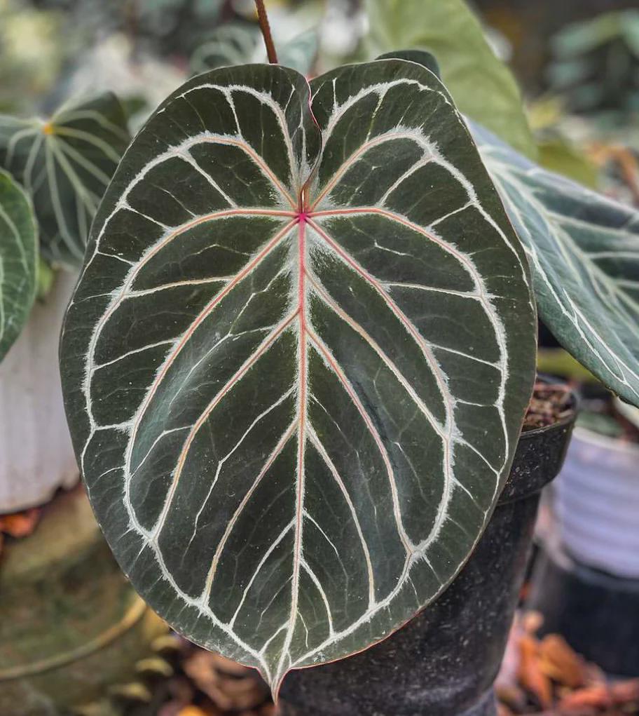 Anthurium King Of Spade (KOS) アンスリウム KOS】アンスリウムキング・オブ・スペーズとその育て方、日本国内で