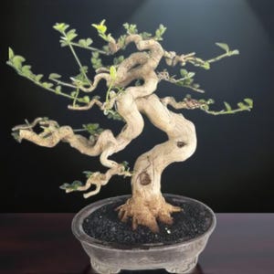 Real Bonsai Materials Premna Microphylla || Picture Bonsai tree rare