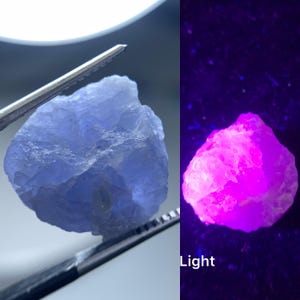 May include: A raw, light blue gemstone held by metal tweezers, shown in two states: one under natural lighting and one under ultraviolet light, where the stone exhibits a vibrant, glowing neon pink fluorescence. The word Light is visible.