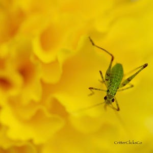 May include: A close-up of a bright yellow flower with a small green insect. The insect has long legs and antennae. The flower's petals are soft and textured. The image is well-lit and in focus.