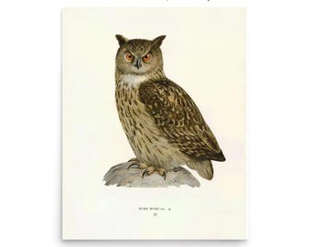 Eagle Owl (Bubo bubo) – Magnus Ferdinand & Wilhelm von Wright, 19th Century Scientific Plate - Fine art Print on Matte Paper - Ornithology