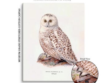 Canvas, Nyctea Scandiaca – 19th Century Bird Study – Scientific Owl Illustration – Vintage Wildlife Artwork – Nordic Decorative Print