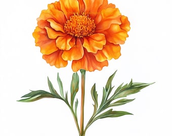 水彩画のマリーゴールドのクリップアート：オレンジ色の花のイラスト