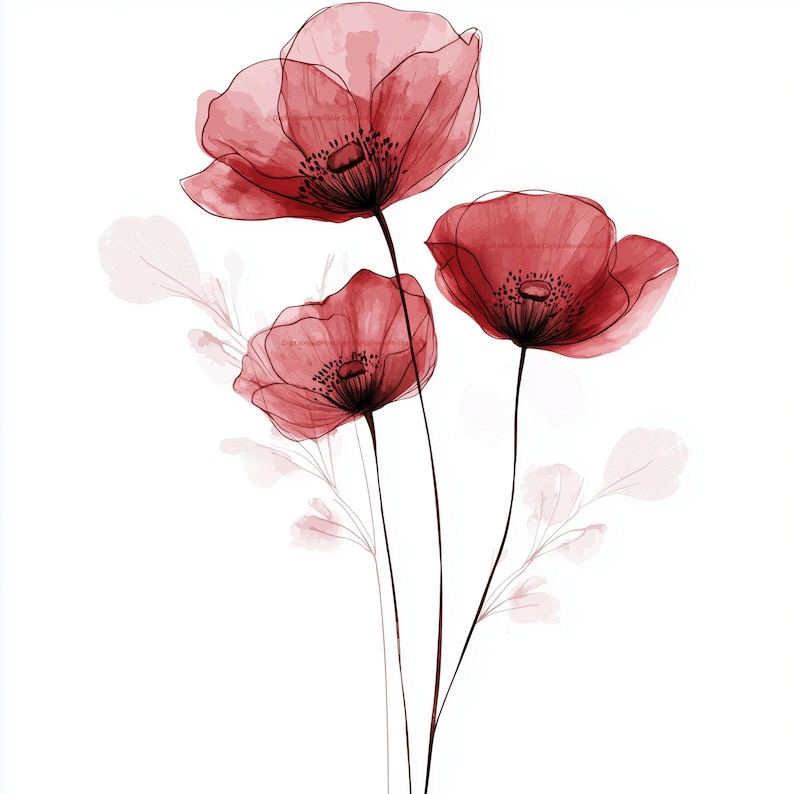 May include: Watercolor illustration of three red poppy flowers with dark stems and centers against a white background. The petals have a translucent quality, and faint leaf outlines are visible.