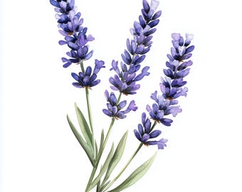 May include: Watercolor illustration of three lavender sprigs with purple flowers and green leaves. The image is set against a clean white background, highlighting the delicate details of the floral arrangement. The artwork captures the natural beauty of lavender.