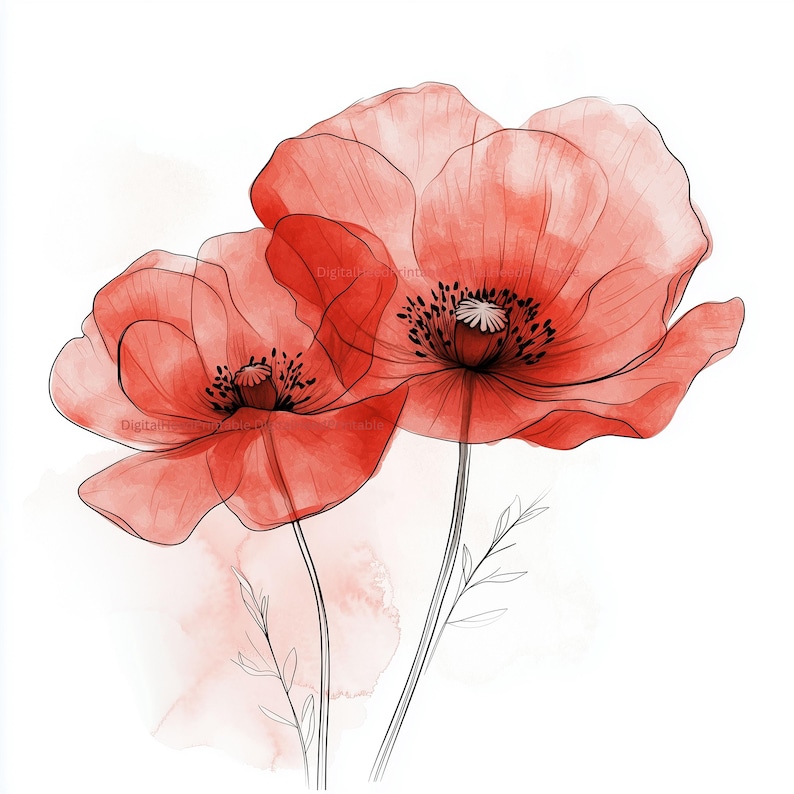 May include: Watercolor illustration of two red poppy flowers with black outlines and stems. The petals are translucent, revealing the delicate details of the flower. The background is white with a soft red watercolor wash.