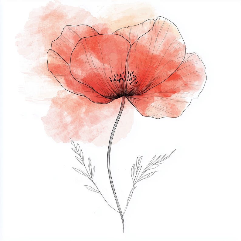 May include: Watercolor illustration of a red poppy flower with black outline and stem. The flower has a watercolor wash background in shades of peach and pink. The poppy has detailed petals and a delicate appearance.
