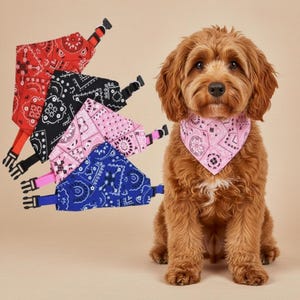 May include: A brown dog wearing a pink paisley bandana. Beside the dog are four bandanas in red, black, pink, and blue, each with a matching collar and buckle. The bandanas have a classic paisley design.