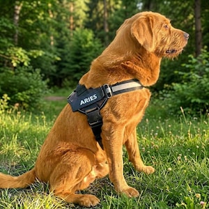 Peut inclure: Un chien au pelage brun doré porte un harnais noir réglable avec une bande réfléchissante et le nom ARIES imprimé en lettres capitales blanches sur le côté. Le harnais est doté de boucles en plastique robustes et de sangles autour du torse.
