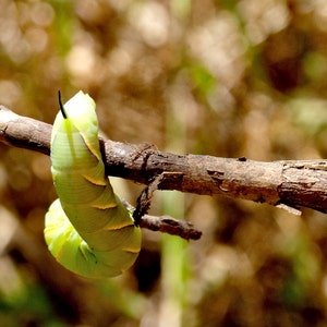 Caterpillar Photography, Digital Wallpaper, Digital Desktop, Desktop Wallpaper, 1024x768