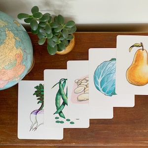 Tarjetas flash de gran tamaño de la década de 1960 de Peabody, tema ilustrado de frutas y verduras / Herramientas educativas vintage / Impresiones de ilustraciones botánicas