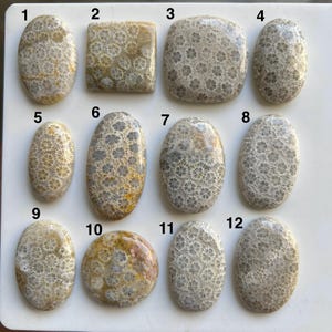 Può includere: Una collezione di dodici cabochon di corallo fossile lucidati in varie forme, tra cui ovali, quadrati e arrotondati. Le pietre presentano un motivo naturale e intricato di piccole strutture floreali in tonalità beige, grigio e marrone. Queste pietre preziose sono ideali per la creazione di gioielli.