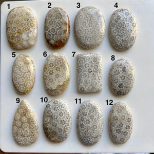 Agatiserad fossil korall cabochon – naturlig ädelsten för smyckestillverkning