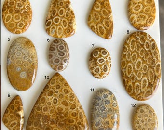 Natural Fossil Coral Cabochon – Polished Gemstone for Jewelry Making