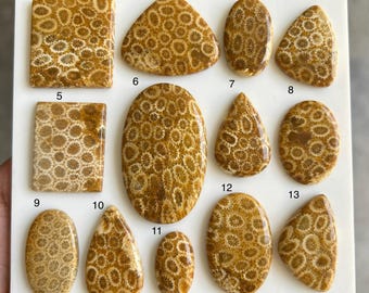 Natural Fossil Coral Cabochon – Unique Patterned Gemstone for Jewelry