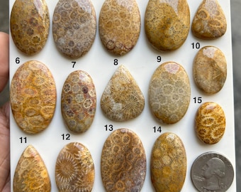 May include: A collection of fifteen polished fossil coral cabochons in various oval and teardrop shapes, arranged on a white board with numbered labels from 1 to 15. A United States quarter coin is included for scale next to the stones.