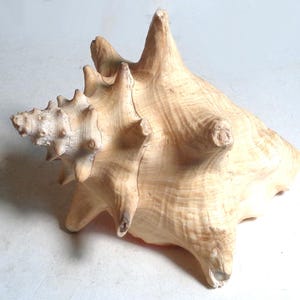 May include: A large, light brown seashell with a pointed, spiral-shaped tip and a wide, flat base. The shell has a textured surface and a natural, organic shape.