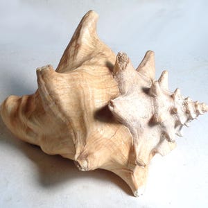 May include: A large, beige seashell with a spiral shape and a pointed tip. The shell has a textured surface and a light brown colour.