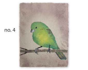 Bird Lore: Beauty (female painted bunting) -- bird pulp painting on handmade paper (2024), Item No. 382_01_06