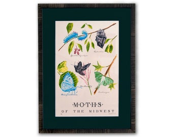 Moths of the Midwest, framed and matted – 19 color Letterpress on Cream Cordtone Paper (2014), item 136.70