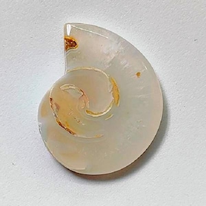 May include: A polished, pearlescent nautilus shell fragment. The shell displays a spiral pattern with shades of cream, tan, and hints of gold. The surface is smooth and glossy, with natural markings.