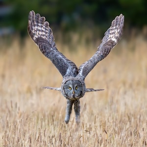 A great gray owl flies over a golden field at sunset in Yellowstone National Park | Giclee Print