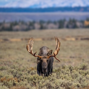 Hoback, der wohl bekannteste Elch im Grand Teton National Park