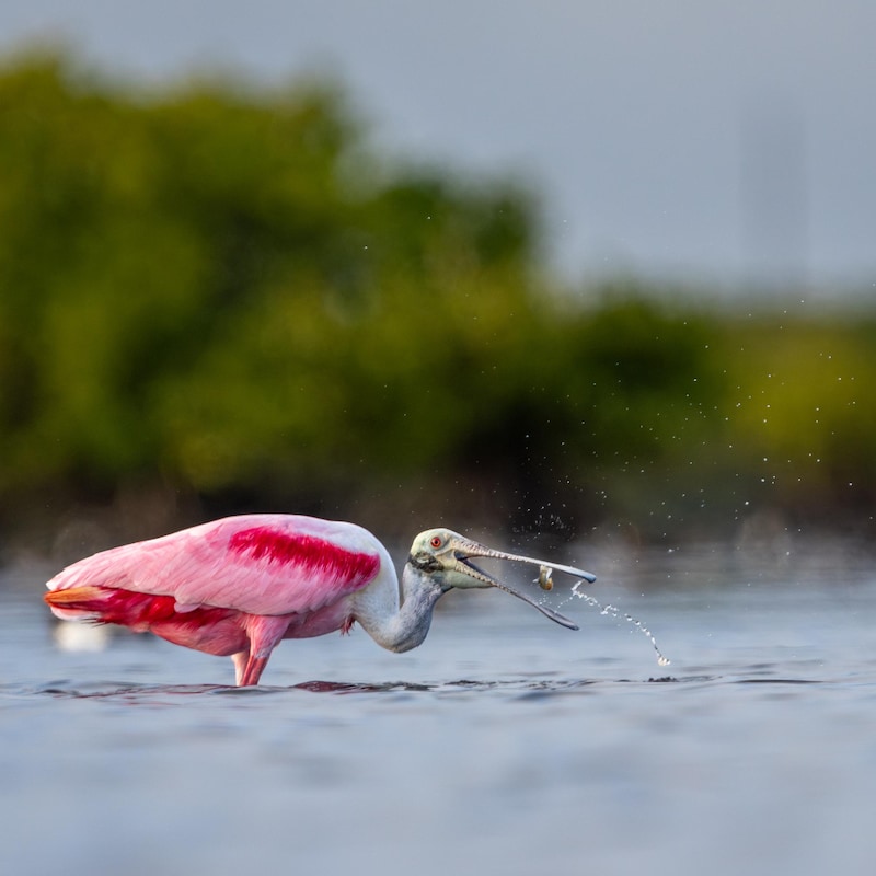 Roseate Spoonbill - Etsy