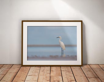 Snowy Egret Print · Florida Beach Tide Pool · Egret Wall Art | Giclee, Canvas & Metal