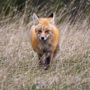 A red fox approaches in a field in Yellowstone National Park | Giclee Print