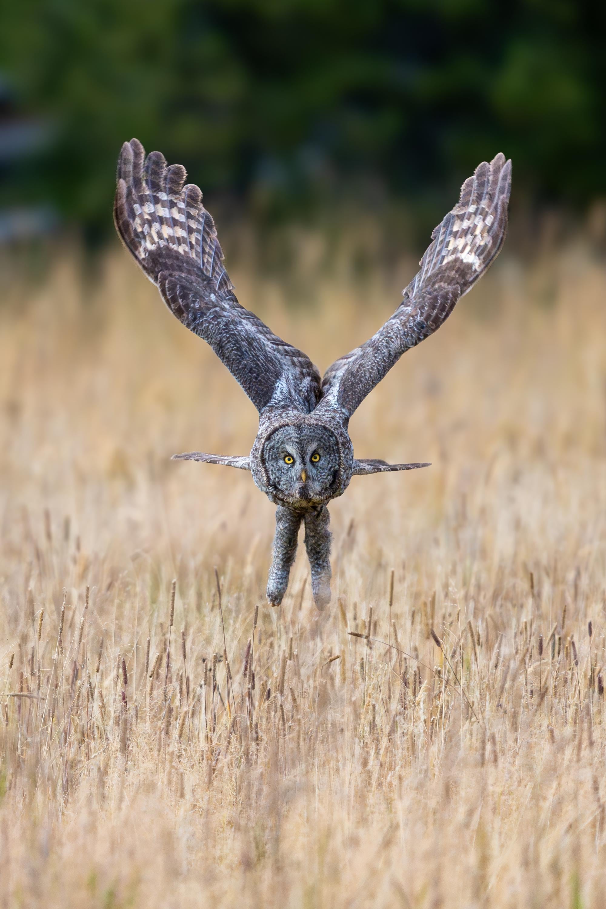 A great gray owl flies over a golden field at sunset in Yellowstone National Park | Giclee, Canvas, 