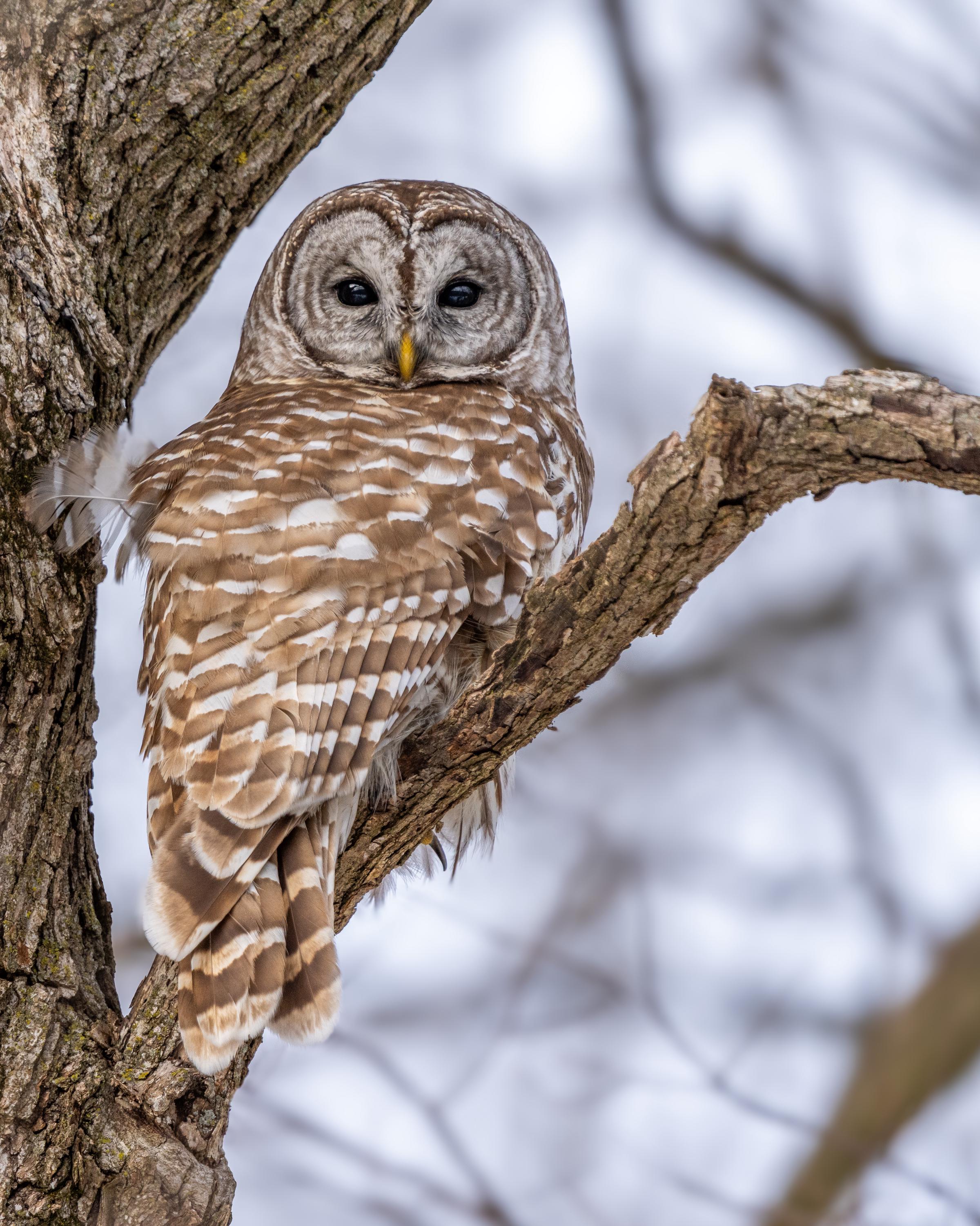 A barred owl perched along the edge of the woods