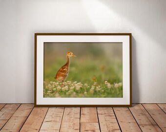 Sandhill Crane Colt Print · Florida Baby Bird · Bird Wall Art | Giclee, Canvas & Metal