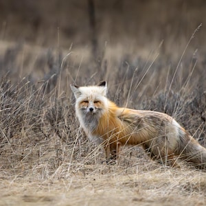A red fox pauses while hunting in a field in Yellowstone National Park | Giclee Print