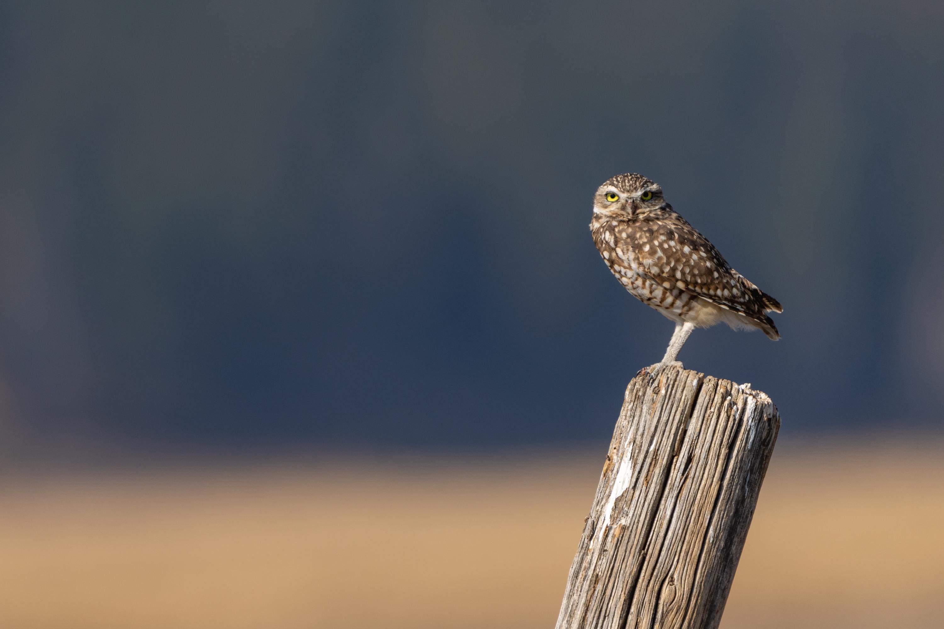 A burrowing owl perched atop a post in Grand Teton National Park | Giclee, Canvas, & Metal Print