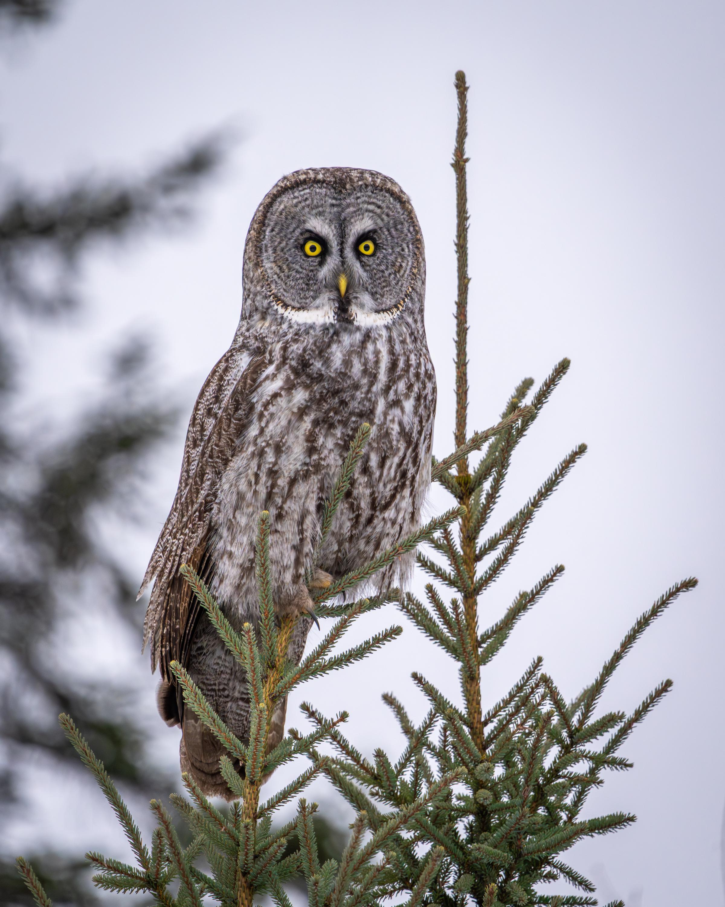 A great gray owl atop a pine tree in Sax Zim Bog | Giclee Print
