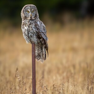 A great gray owl perched on a post in front of a golden field in Yellowstone National Park | Giclee Print