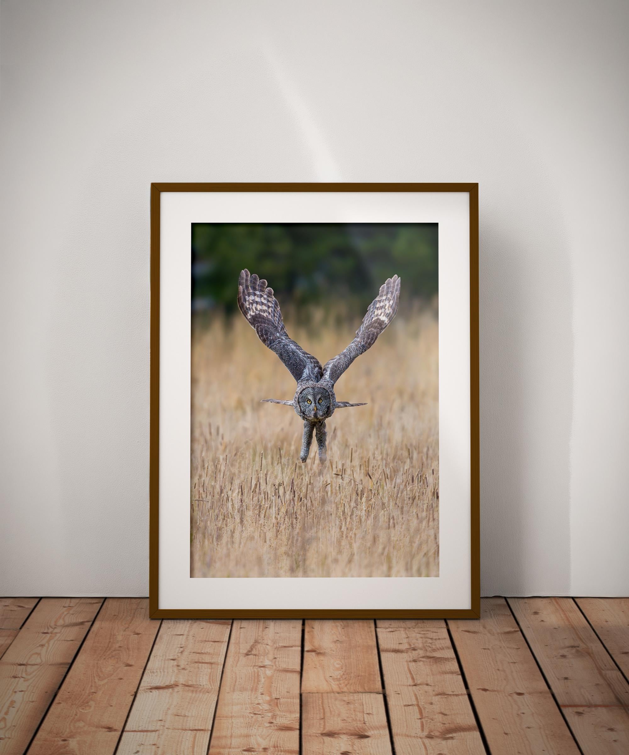 Great Gray Owl Print &middot; Yellowstone Sunset Flight &middot; Owl Wall Art | Giclee, Canvas &