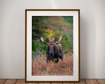 May include: A framed wall art print featuring a photograph of a dark brown moose with large antlers standing in a field of low-lying red and brown autumn brush, with a blurred background of green and yellow trees under a soft natural light.