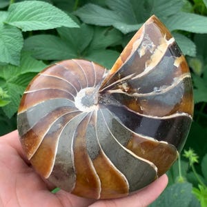 Natural Ammonite Fossil Conch,Quartz Crystal,Crystal Fossil,Fossil Specimen,Crystal Specimen,Home Decoration Crystal Gifts 1PC