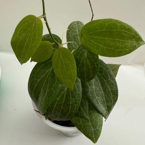 Hoya Fitchii Plant in Sphagnum Moss: strong rooted, Thick Foliage, Easy Care